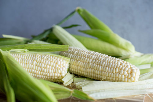 white corn in husks, ready to be cooked in the electric pressure cooker